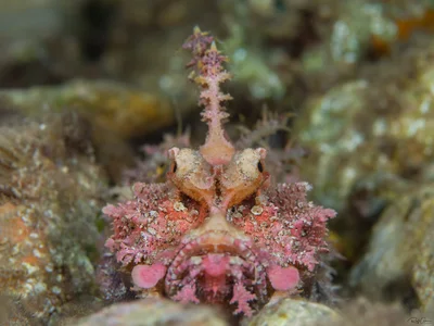 Two-stick Stingfish - Inimicus filamentosus