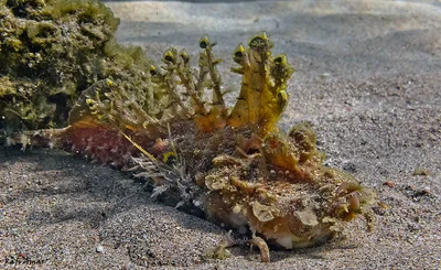 Two-stick Stingfish - Inimicus filamentosus