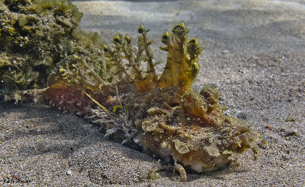 Two-stick Stingfish - Inimicus filamentosus