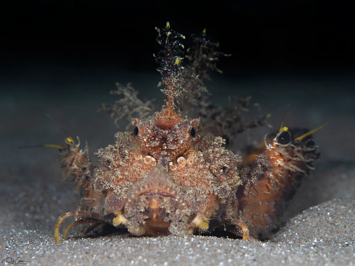 Two-stick Stingfish - Inimicus filamentosus
