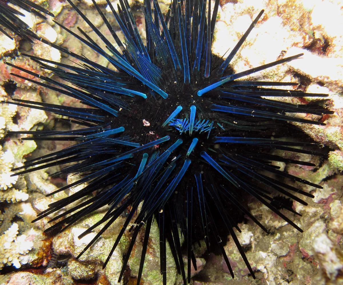 Diadema Urchin