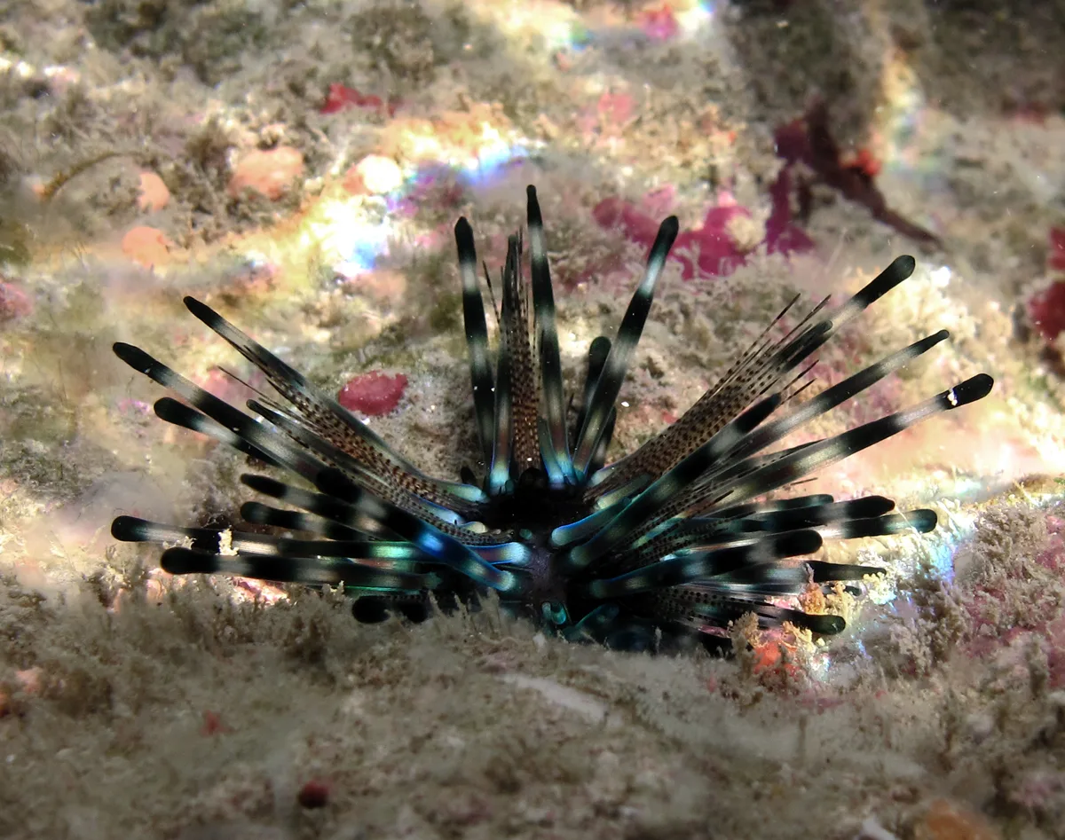 Diadema Urchin - Young individual