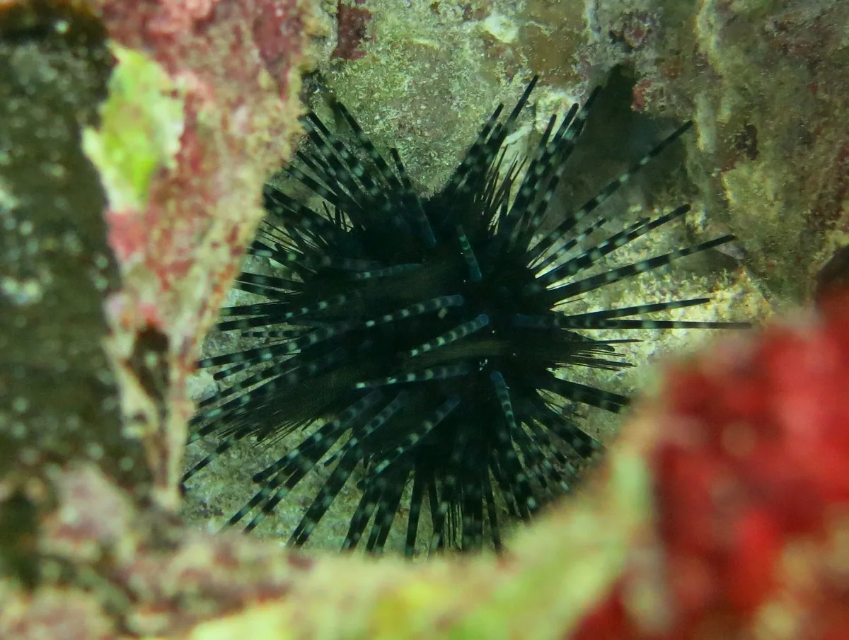 Diadema Urchin - Older juvenile