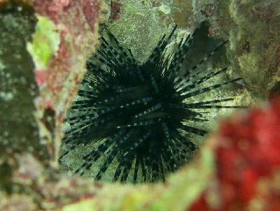 Diadema Urchin - Older juvenile