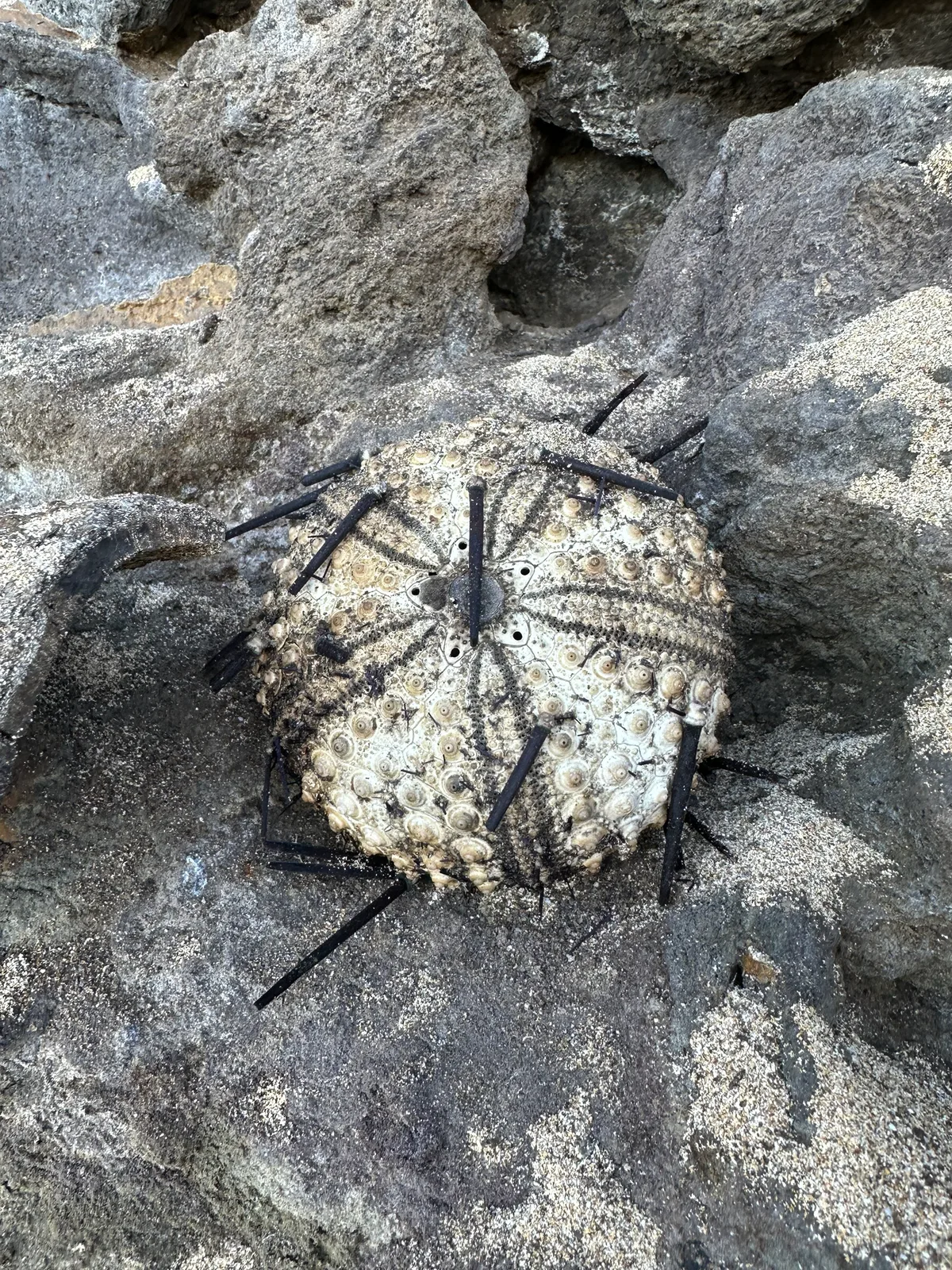 Echinothrix diadema - Lahaina, HI, US