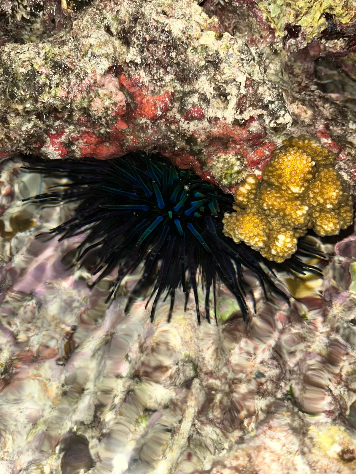 Echinothrix diadema - West Nusa Tenggara, ID