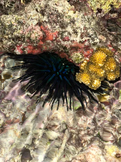 Echinothrix diadema - West Nusa Tenggara, ID