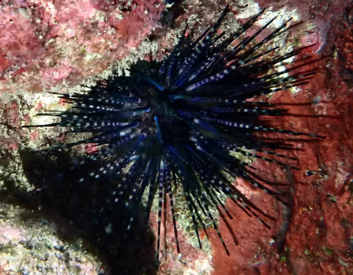 Echinothrix diadema - PVW2+68, Tuatafa, Wallis et Futuna