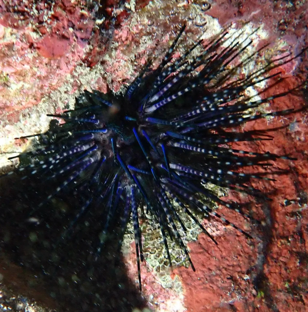 Echinothrix diadema - PVW2+68, Tuatafa, Wallis et Futuna
