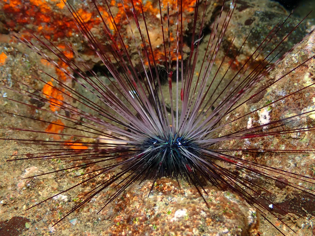Most likely a Blue-black Urchin, Echinothrix diadema
