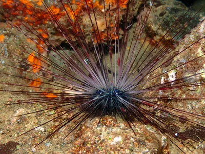 Most likely a Blue-black Urchin, Echinothrix diadema
