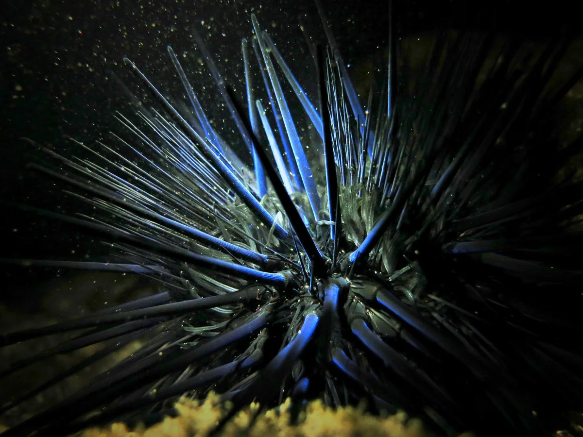 Echinothrix diadema