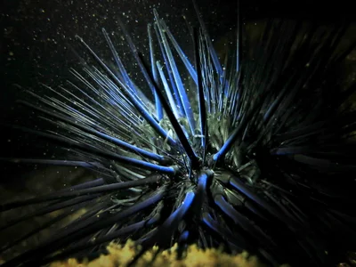 Echinothrix diadema