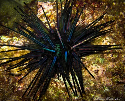 Echinothrix diadema, Sea urchin