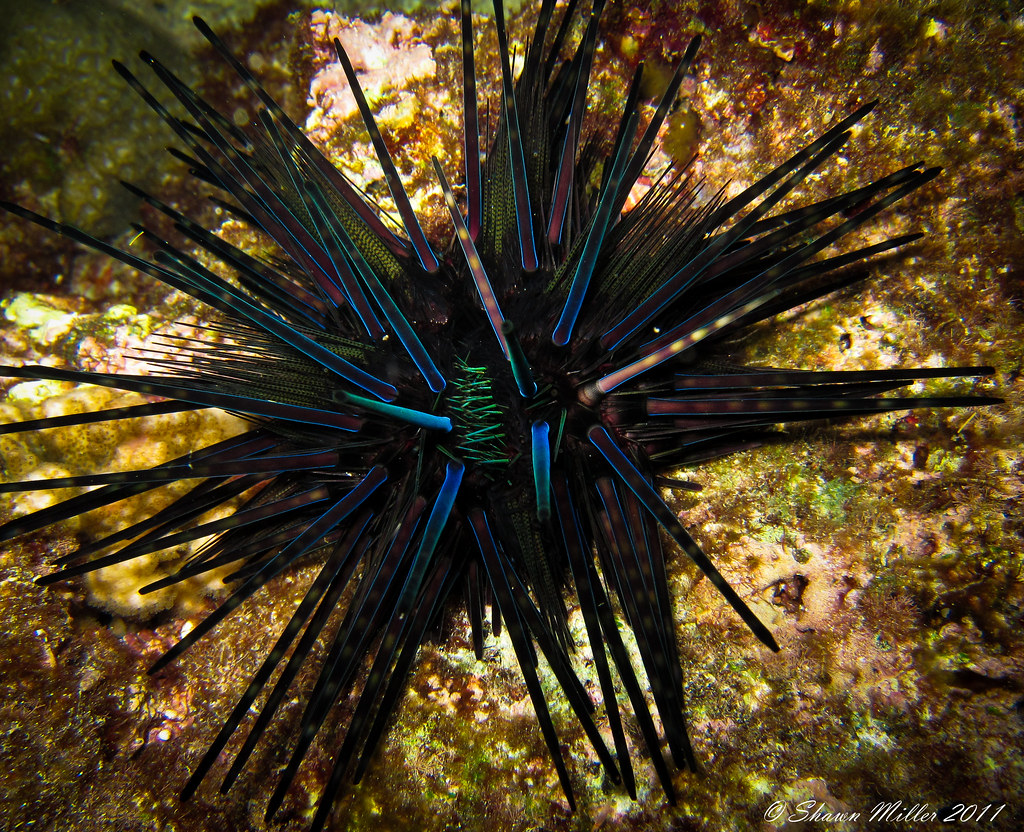 Echinothrix diadema, Sea urchin