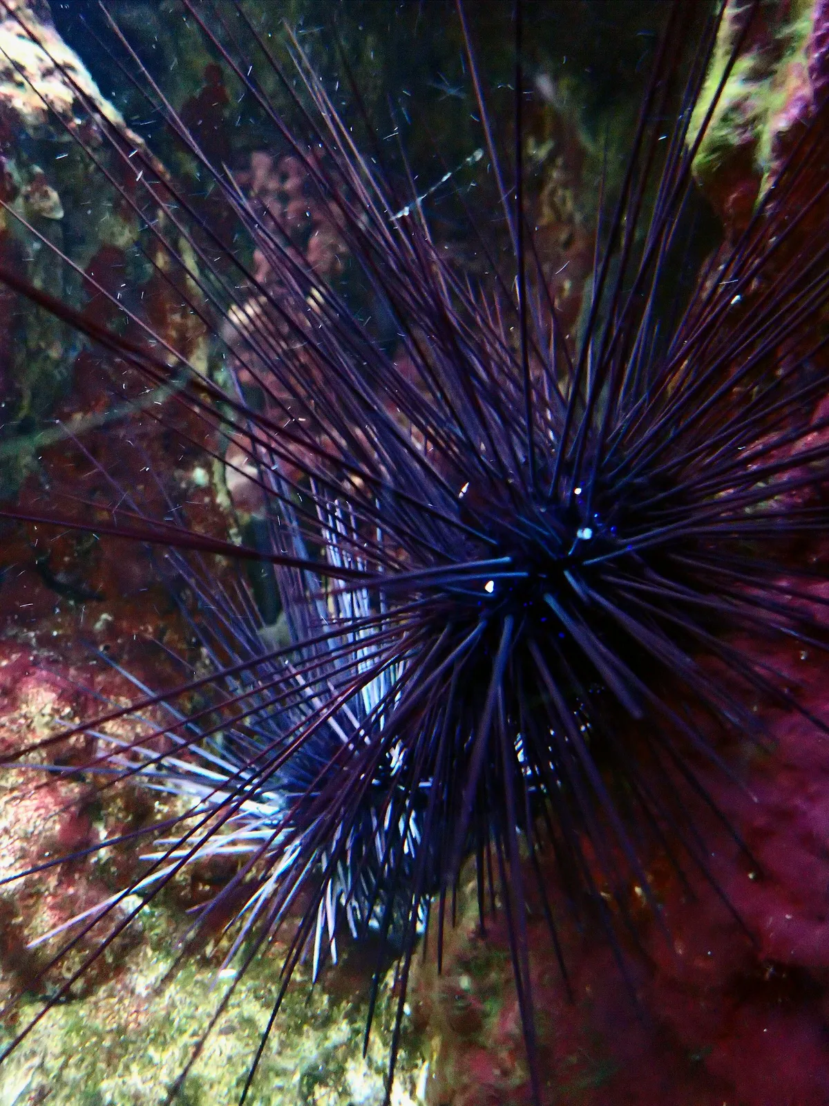 Echinothrix diadema - Oursin diadème - Blue black urchin - 25/03/15