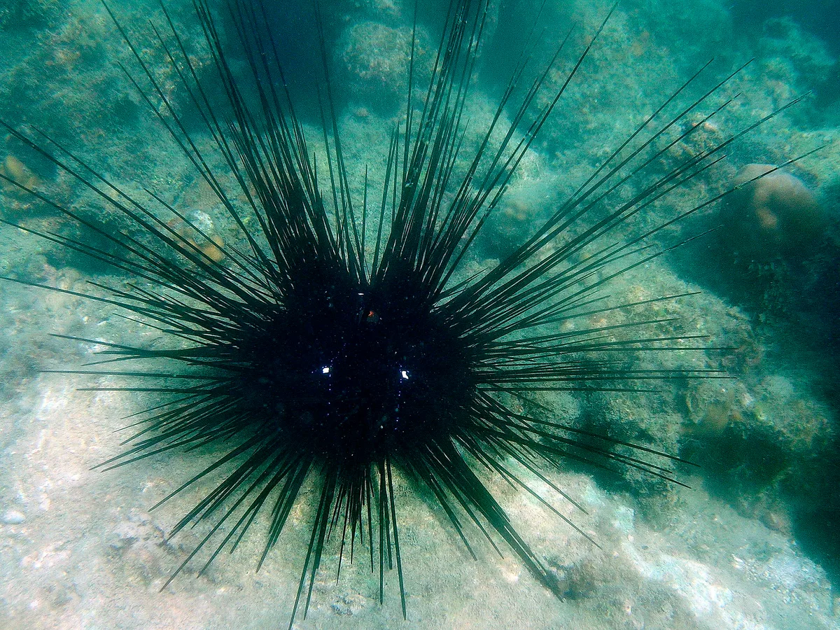 DSCN6516_Черный диадемовый морской еж, Echinothrix diadema, Black diadem sea urchin