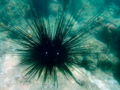 DSCN6516_Черный диадемовый морской еж, Echinothrix diadema, Black diadem sea urchin