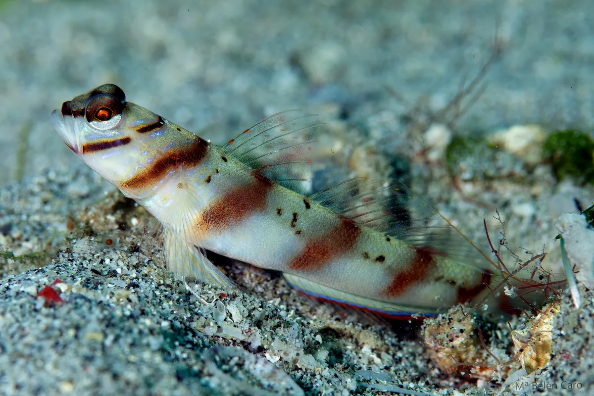 Diagonal Shrimpgoby