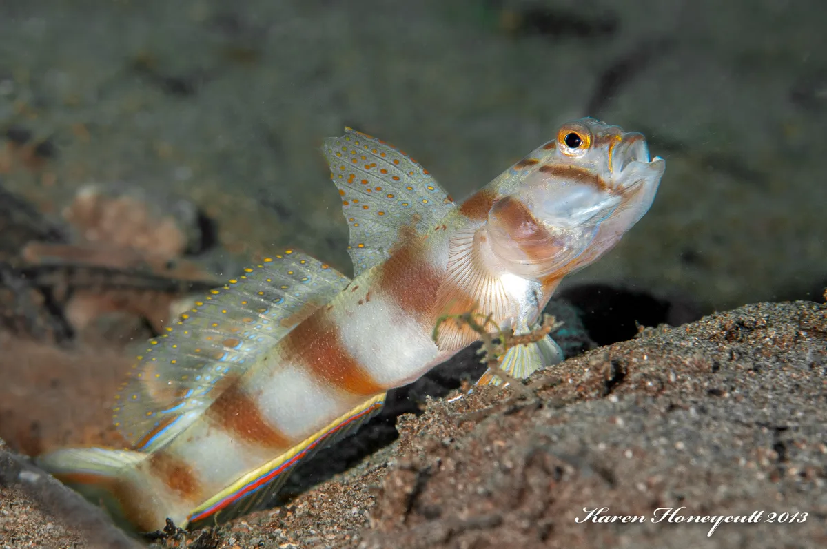 Diagonal Shrimpgoby