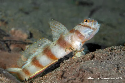 Diagonal Shrimpgoby