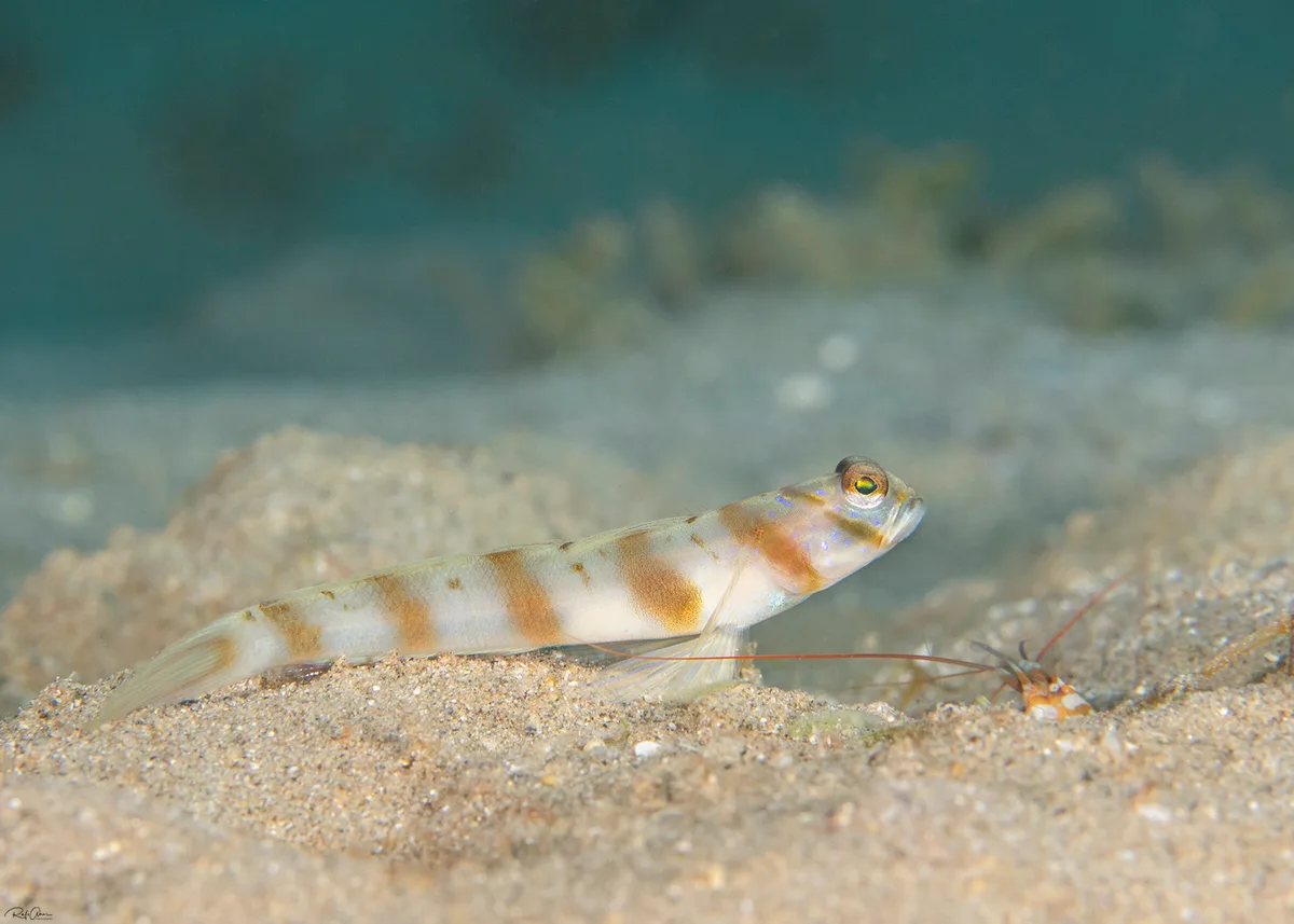 Diagonal Shrimpgoby