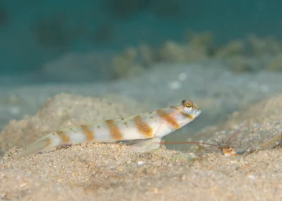 Diagonal Shrimpgoby