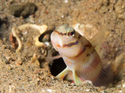 Amblyeleotris diagonalis