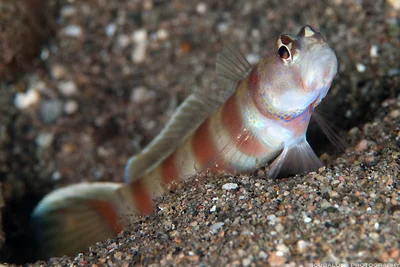 slantbar shrimp goby / amblyeleotris diagonalis
