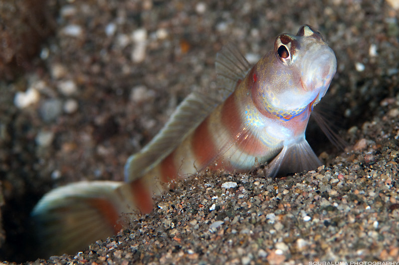 slantbar shrimp goby / amblyeleotris diagonalis