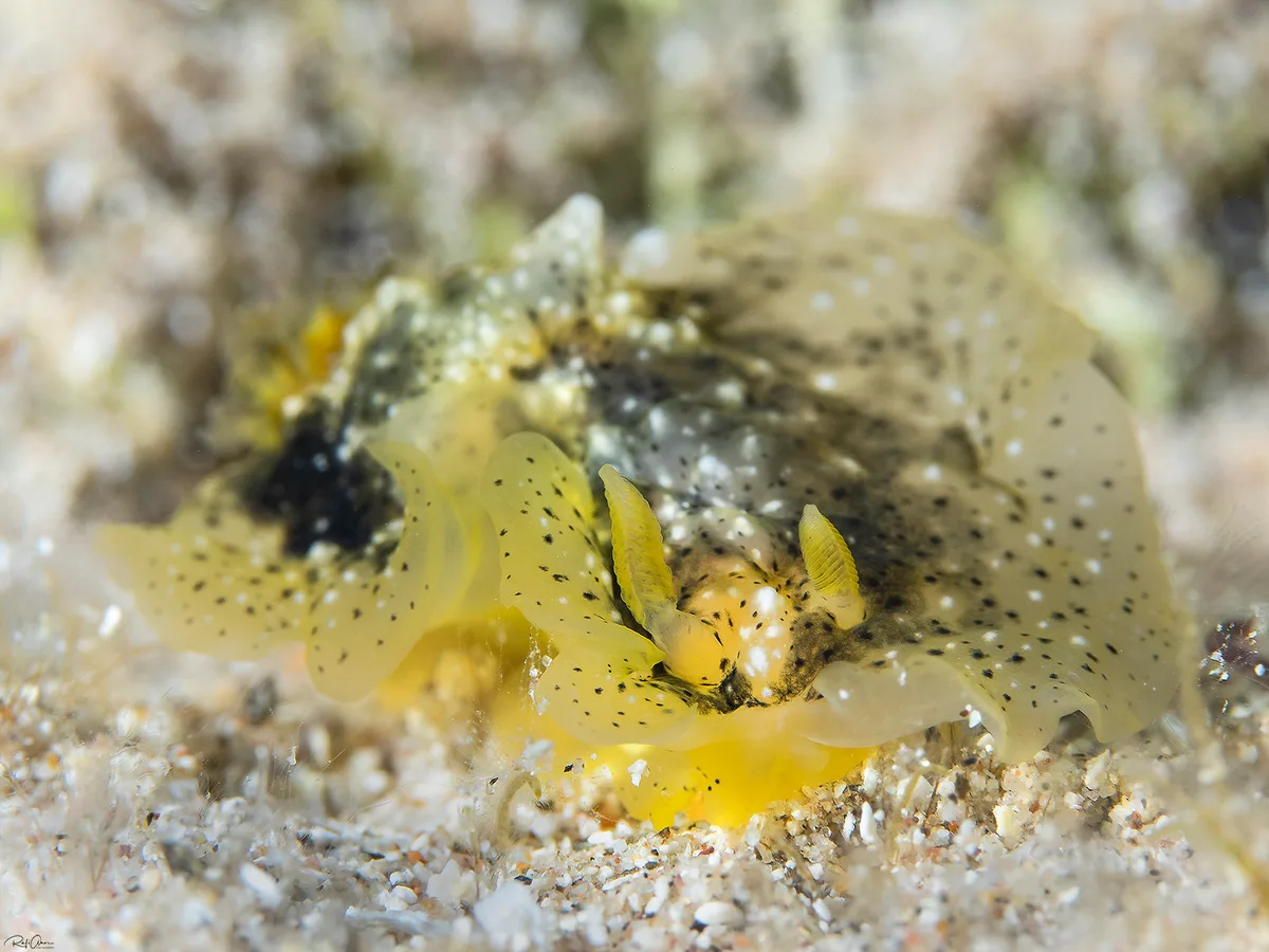 Dendrodoris coronata