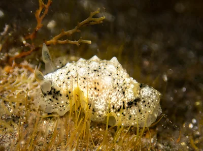 Dendrodoris coronata (New species for me -154th found in Reunion)     BB