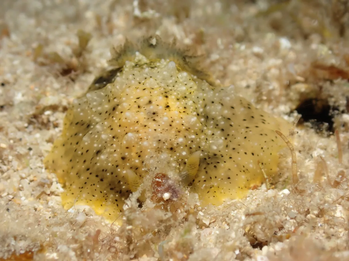Dendrodoris coronata - TW