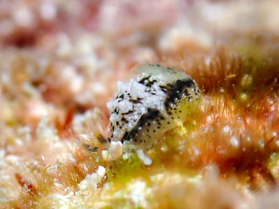 Dendrodoris coronata - 5GG2+FJG Malé House Reef, Bus Station, Majeedhee Magu, Majeedhee Magu Rd, Malé, Maldives