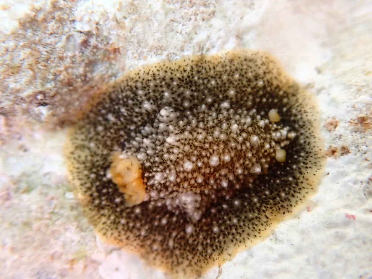 Dendrodoris coronata - Hawaii County, HI, USA