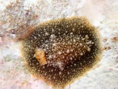 Dendrodoris coronata - Hawaii County, HI, USA