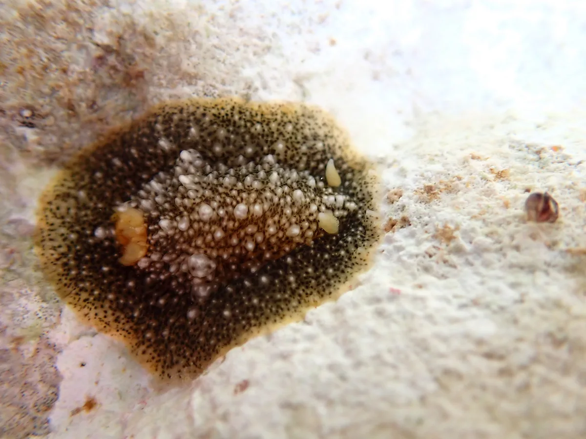 Dendrodoris coronata - Hawaii County, HI, USA