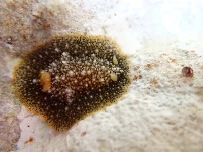 Dendrodoris coronata - Hawaii County, HI, USA