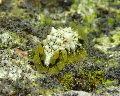 Dendrodoris coronata - L'Étang-Salé, RE-PL, RE