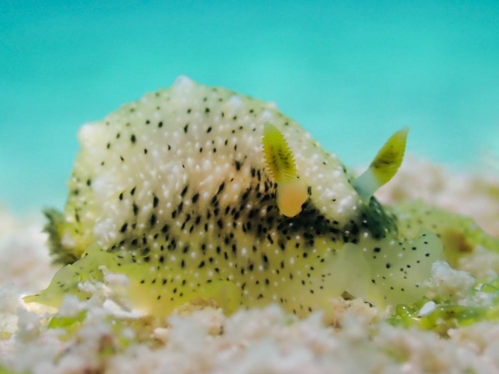 Dendrodoris coronata - Aur Atoll, RMI