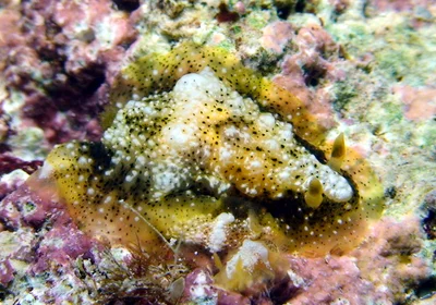 Dendrodoris coronata - Kwajalein Atoll, RMI, Gugeegue sandspit
