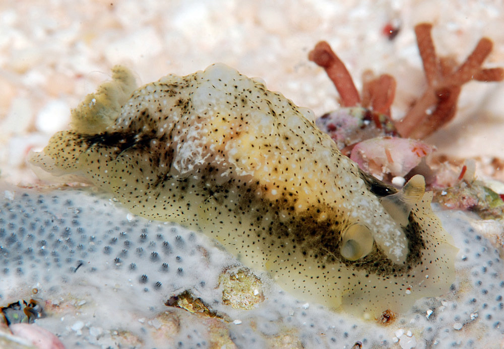 Dendrodoris coronata - Kwajalein Atoll, RMI, lagoon reef between Bigej and Meck Islands