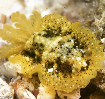 Dendrodoris coronata - Gulf of Oman, , Fujairah, AE