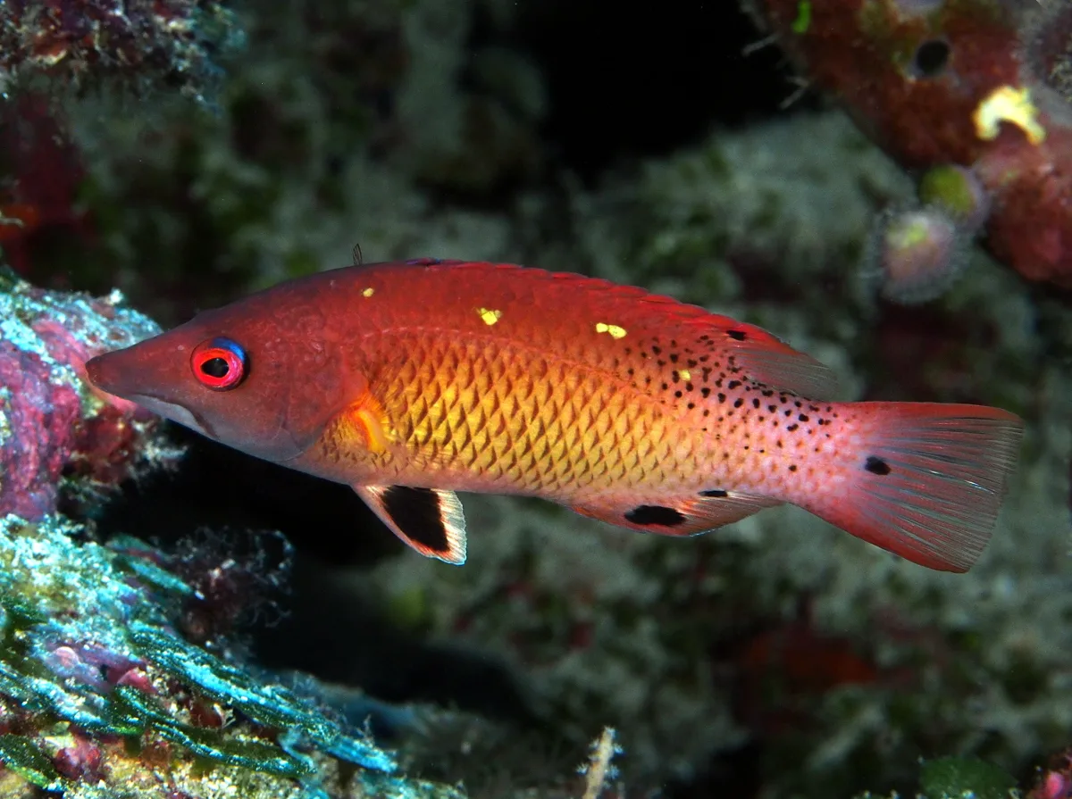 Diana's Hogfish