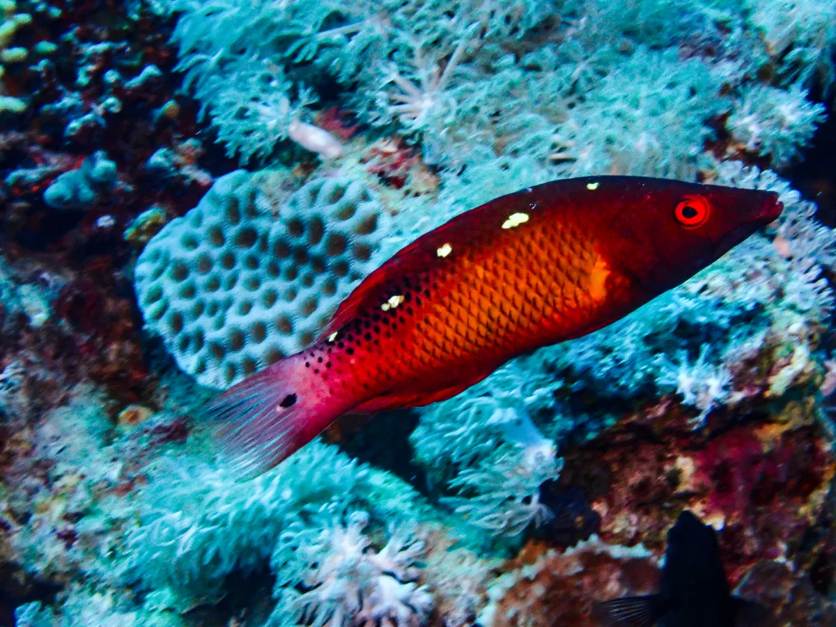 Diana's Hogfish
