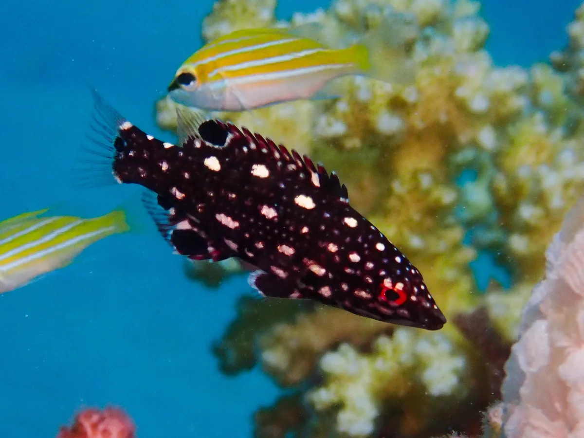 Diana's Hogfish (juvenile)