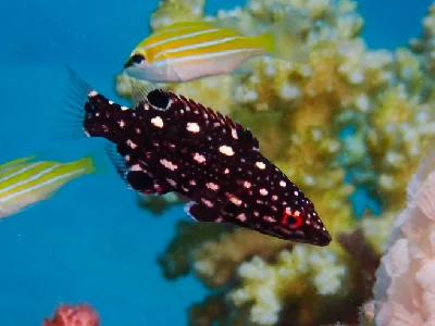 Diana's Hogfish (juvenile)