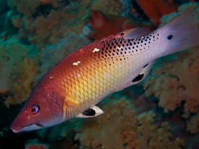 Bodianus diana