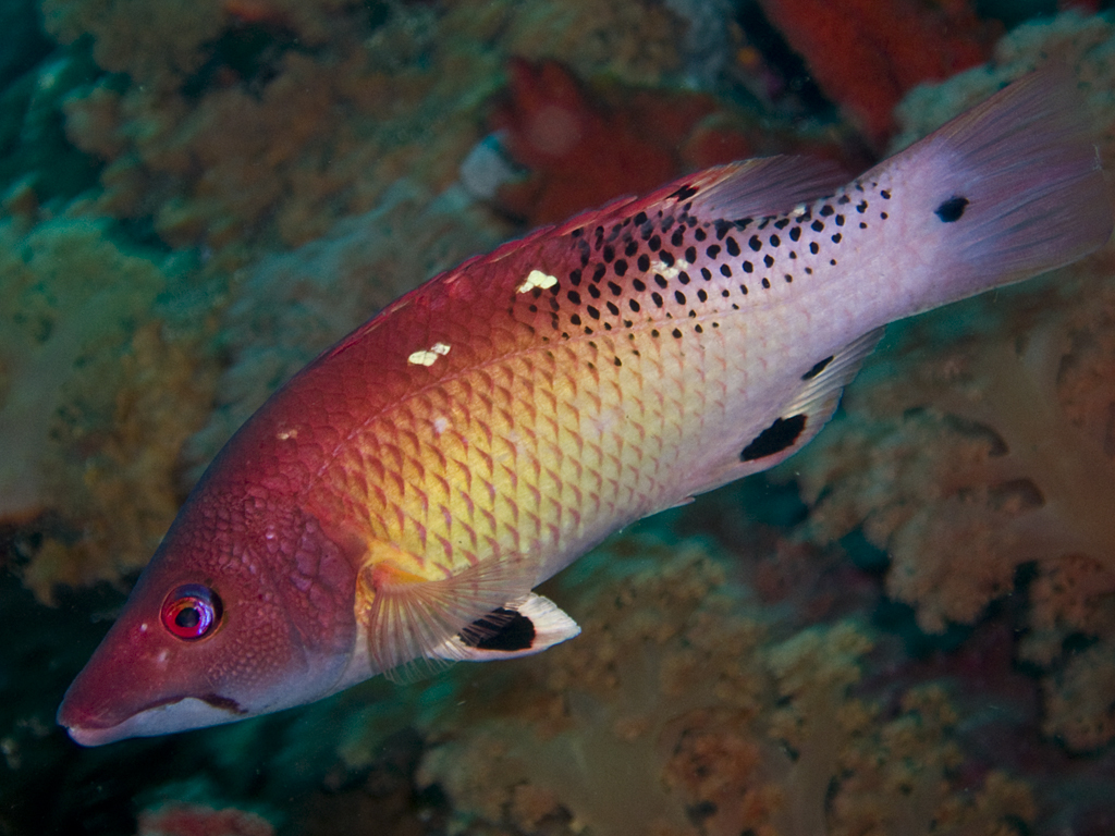Bodianus diana