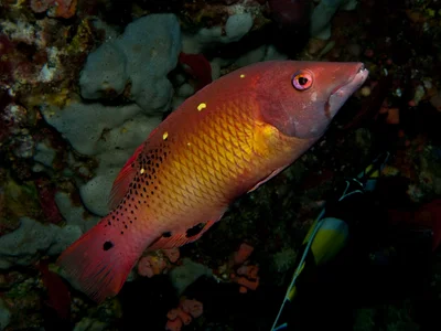 Bodianus diana